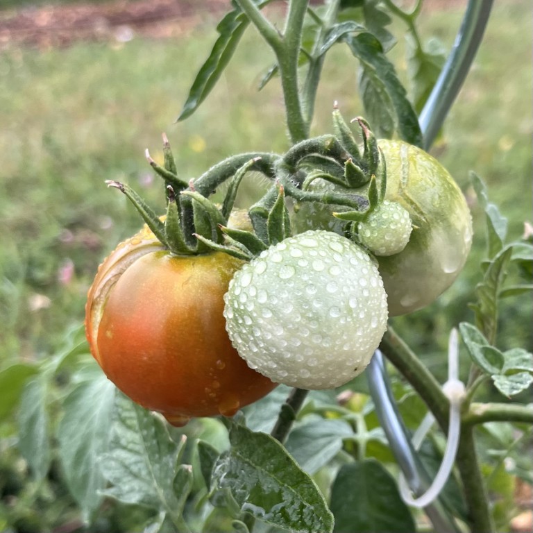 02 003 IMG 2994 (Custom)