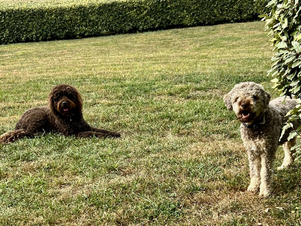 02 020 01 37bd970f 4d2f 4f04 b6cc 4400117fe833 (Custom)