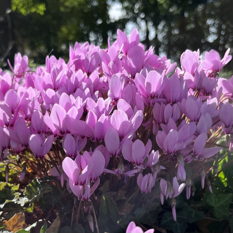 03 002 IMG 3393 (Custom)