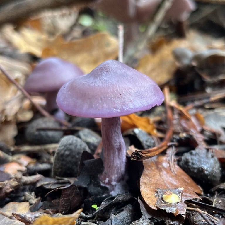 03 004 IMG 3701 (Custom)