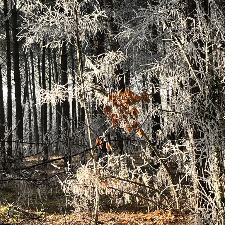 03 012 IMG 4184 (Custom)