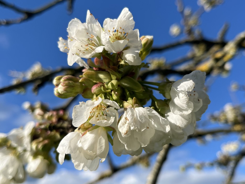 05 001 IMG 4576 (Custom)